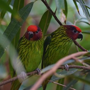 Goldie's lorikeet pair