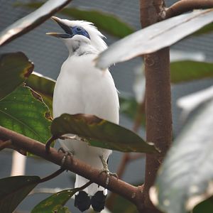 Bali myna calling