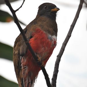 New Female trogon!