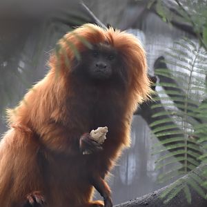 Golden lion tamarin