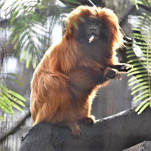 Golden lion tamarin eating