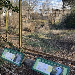 Zoo Atlanta- Blue Crane and Kori Bustard Exhibit