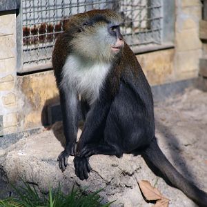 Mona Monkey (Cercopithecus mona)
