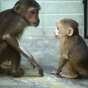 Stump-tailed Macaque (Macaca arctoides), Juvenile and Infant