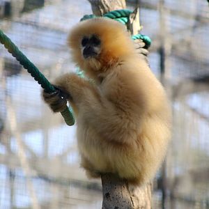 Yellow-cheeked Gibbon