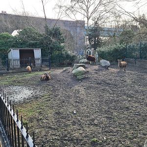Soay Sheep Exhibit