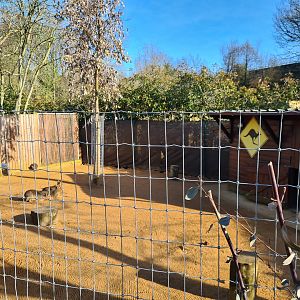Wallaby and Mara Exhibit