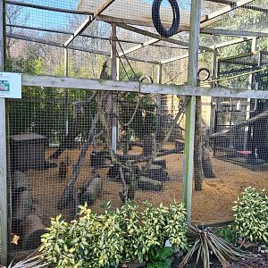 Squirrel Monkey, Agouti and Hutia Exhibit