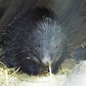 Javan Porcupine