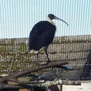 Straw Necked Ibis
