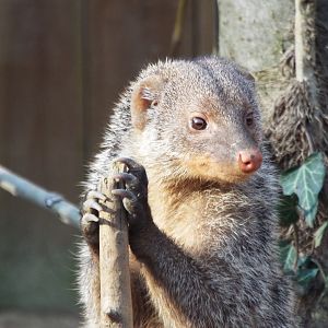 Banded Mongoose