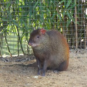 Red-Rumped Agouti