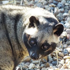Asian Palm Civet
