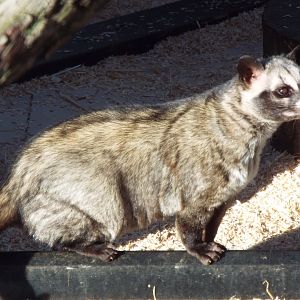 Asian Palm Civet