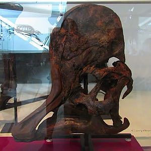 Royal Ontario Museum - YouTube