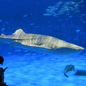 Whale shark (Rhincodon typus)