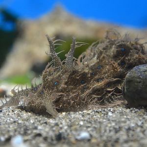 Indo-Pacific ragged sea hare (Bursatella leachii leachii)