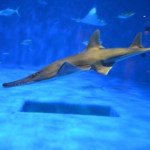 Japanese wedgefish (Rhynchobatus mononoke)