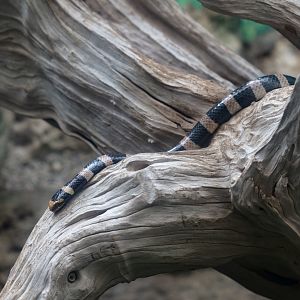 Blue-lipped Sea Krait