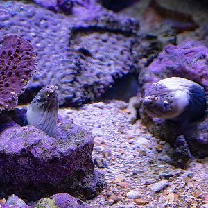 Dark-shouldered Snake-eel