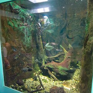 Freshwater Tank