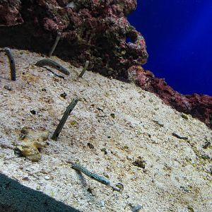 Spotted Garden Eels