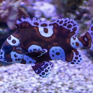 Harlequin Sweetlips juvenile