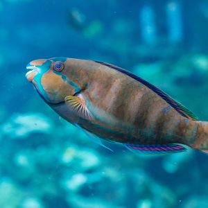 Highfin Parrotfish