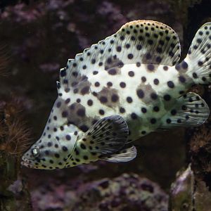 Humpback Rock Cod