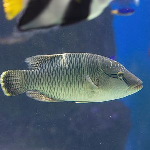 Humphead Maori Wrasse (immature)