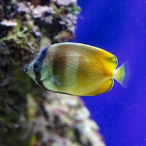 Klein's Butterflyfish (aka Sunset Butterflyfish)