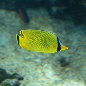 Latticed Butterflyfish