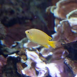 Lemon Damselfish