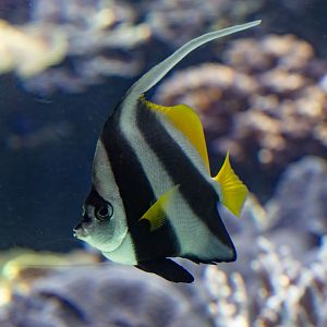 Longfin Bannerfish