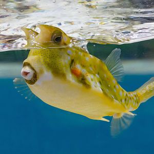 Longnose Cowfish