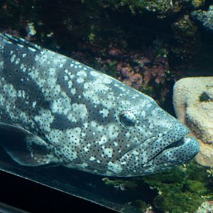 Malabar Grouper