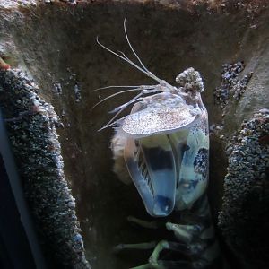 Zebra Mantis Shrimp