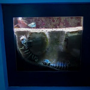 Mantis Shrimp display