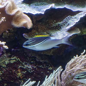 Two-lined Monocled Bream