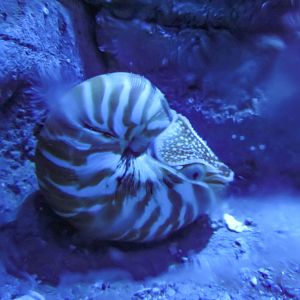 Nautilus