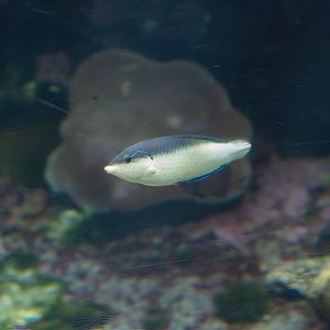 New Guinea Wrasse female