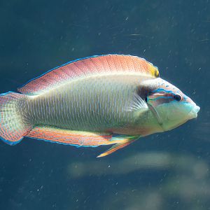 New Guinea Wrasse male