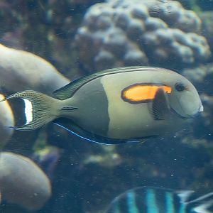 Orangeband Surgeonfish