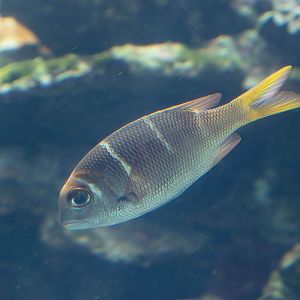 Redfin Emperor