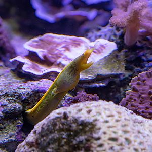 Ribbon Eel
