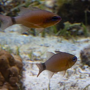Ringtail Cardinalfish