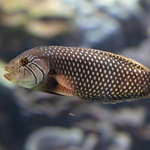 Rockmover Wrasse