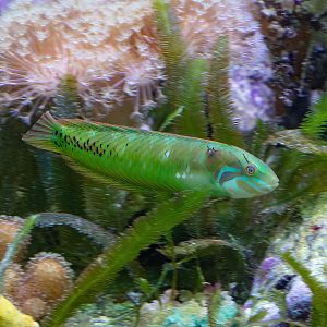 Seagrass Wrasse