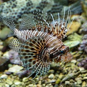 Spotfin Lionfish