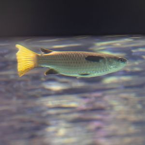 Squaretail Mullet